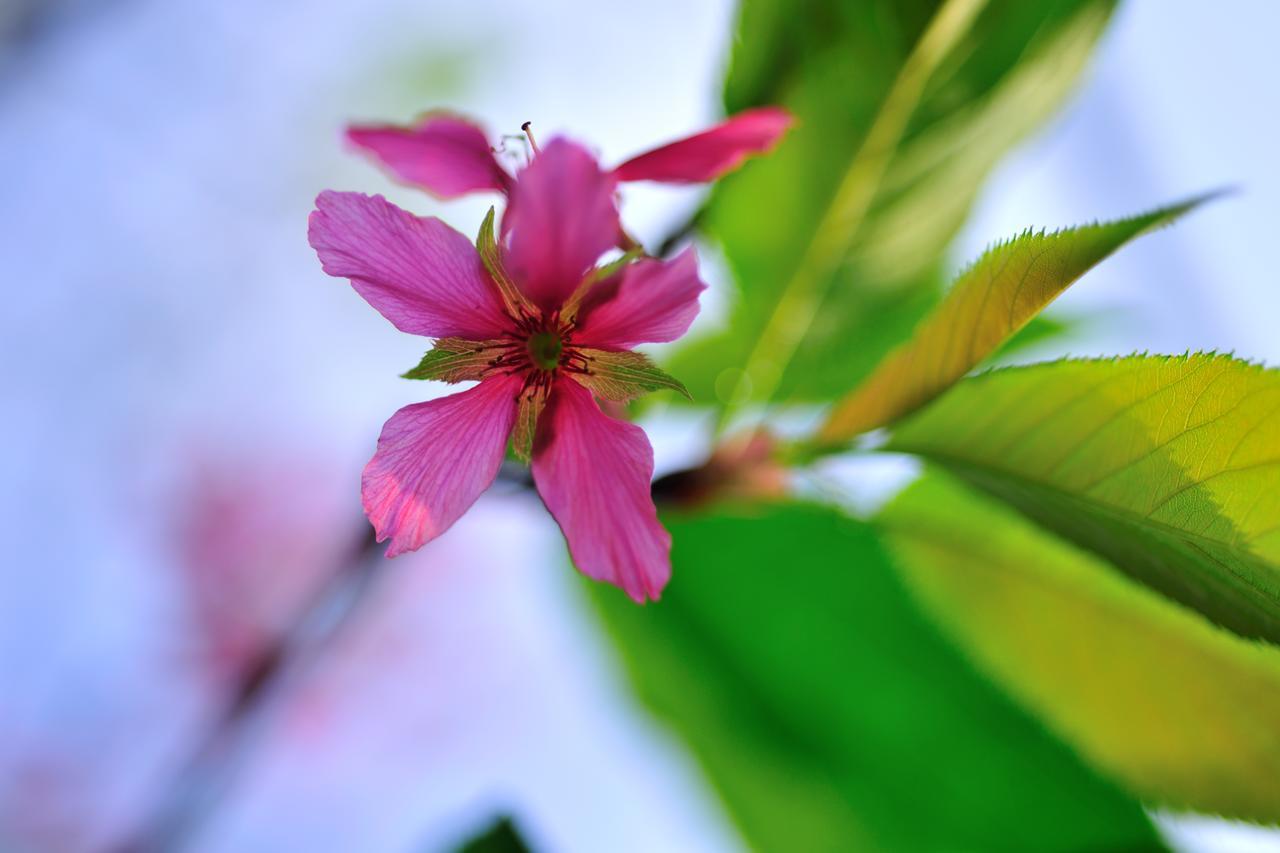 Flower Free花自在 Csolan Kültér fotó